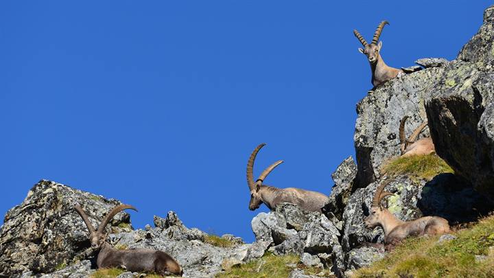 Alpine Steinböcke oberhalb der Baumgrenze