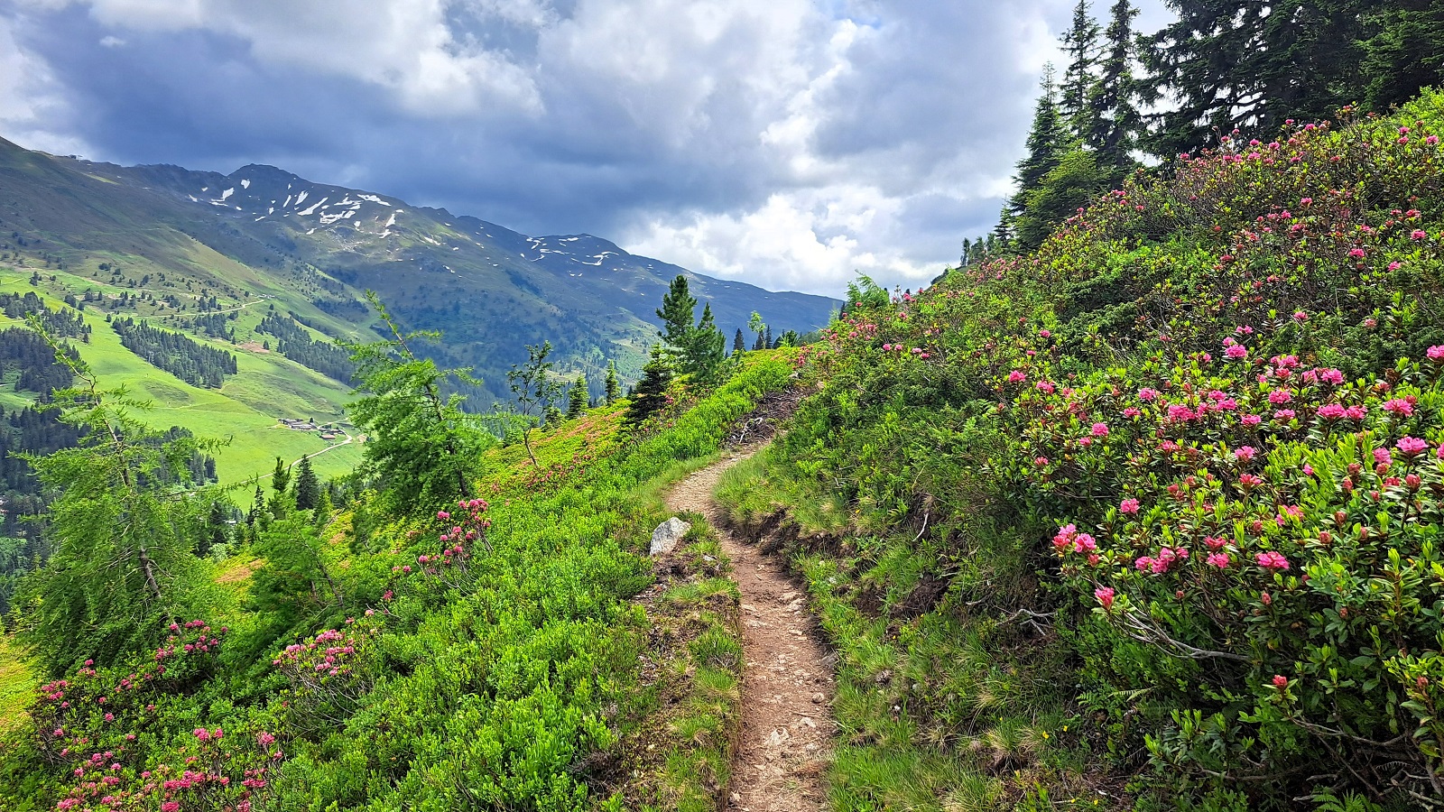 Alpenüberquerung Tegernsee Sterzing: Alpenrosen bei Hochfügen