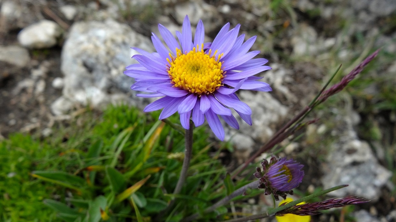 Alpenaster