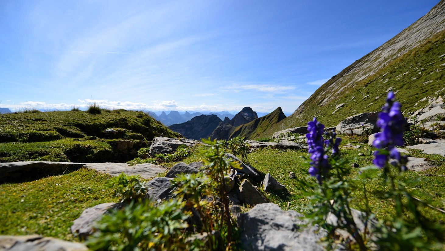 Natur mit Blumen