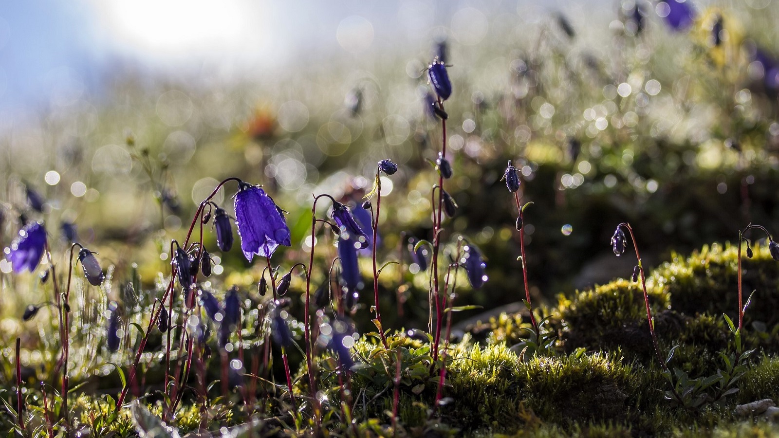 Glockenblume