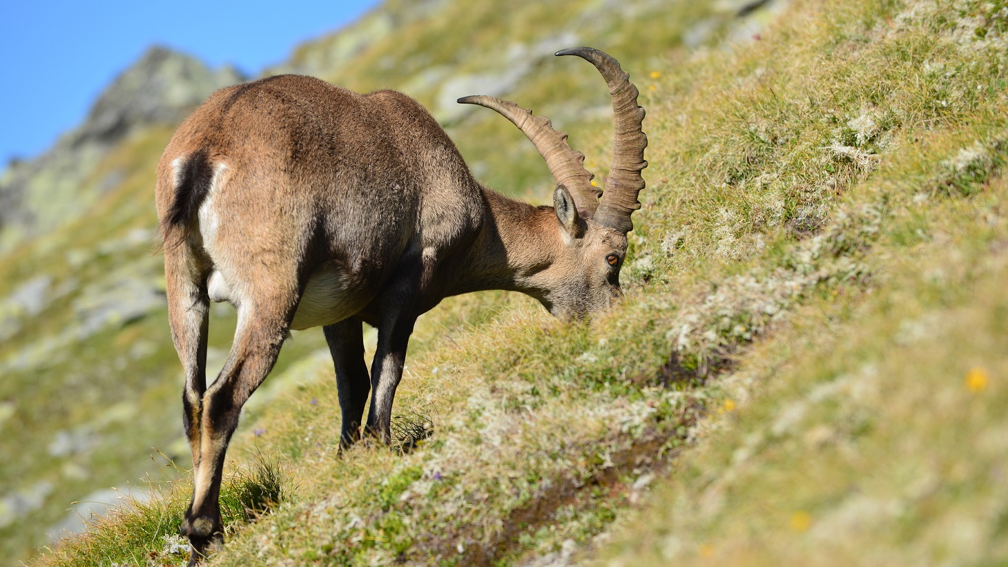 Steinbock