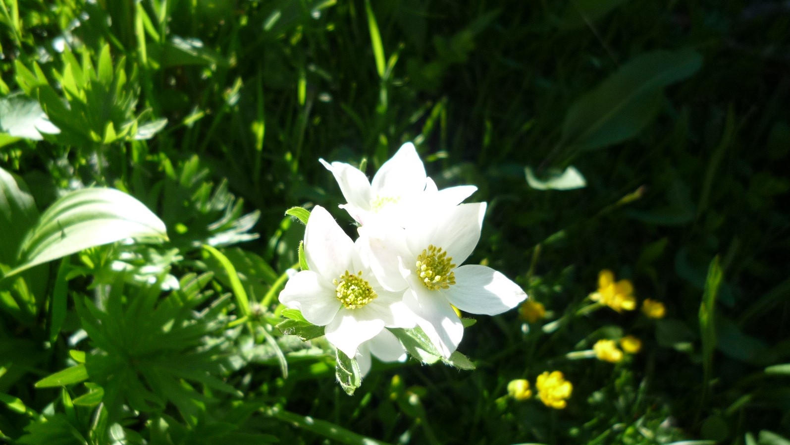 Alpenblume
