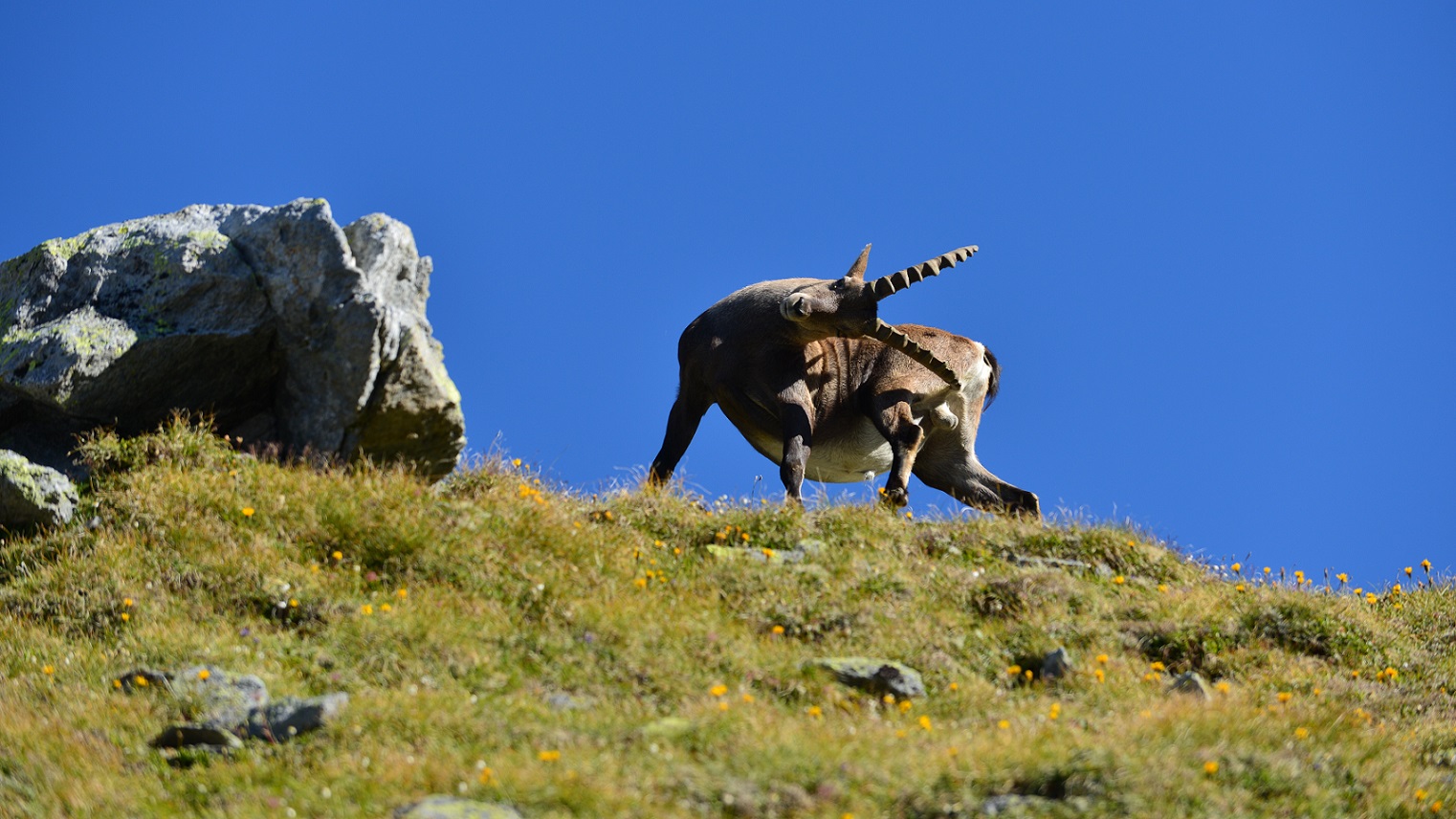 Steinbock oberhalb Braunschweiger Hütte