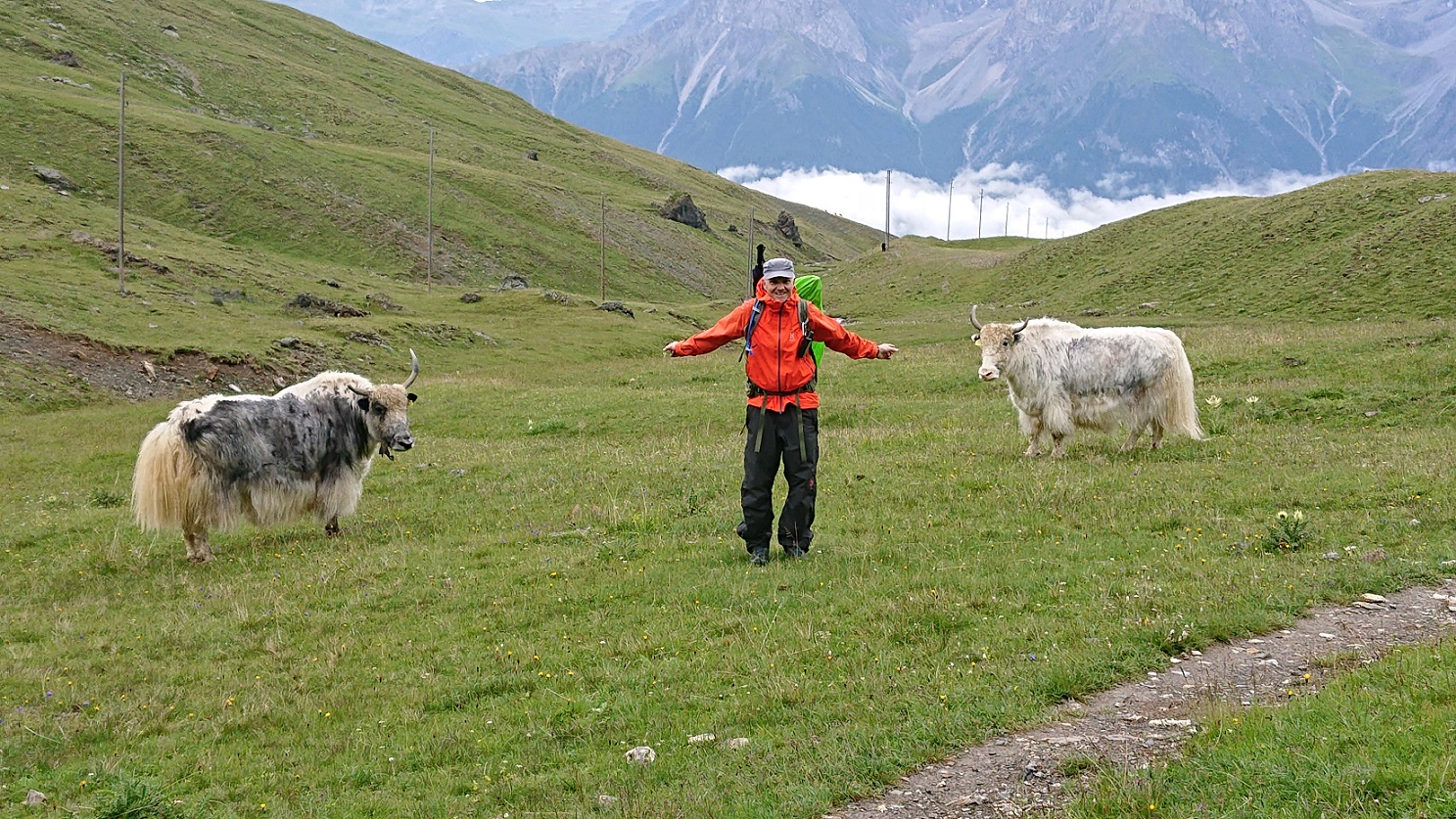 Alpenüberquerung: Yaks im Unterengadin