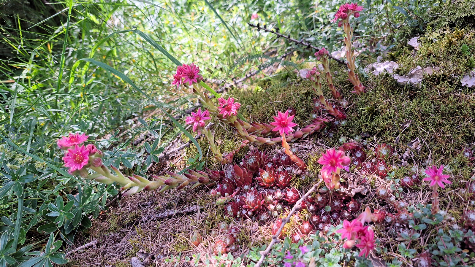 Blumen bei Zwieselstein / Sölden