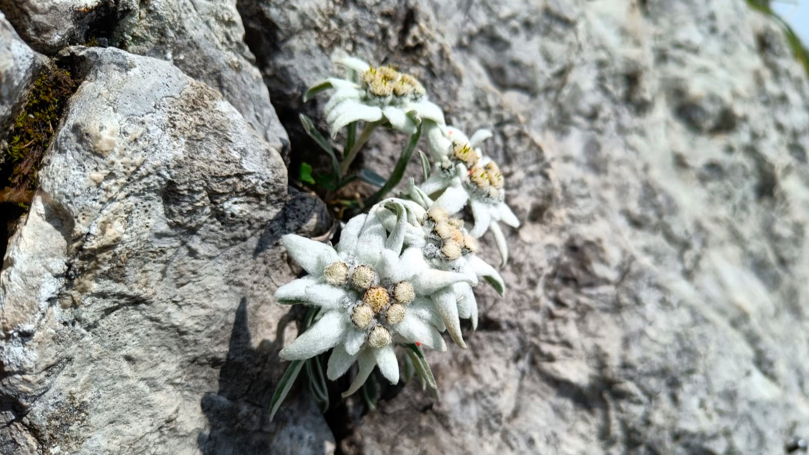 Alpen Edelweiß auf der Alpenüberquerung