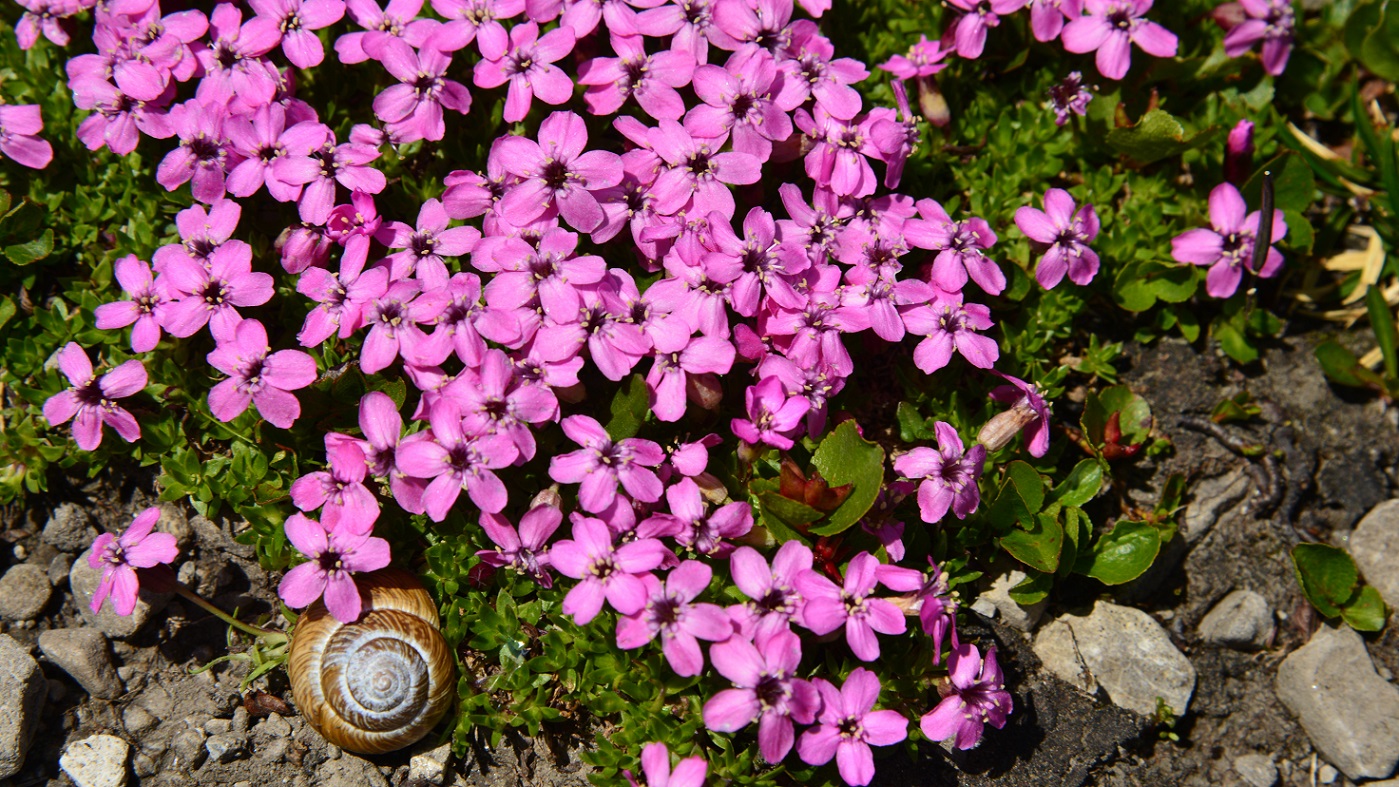Lechtaler Alpen wandern - Blumen