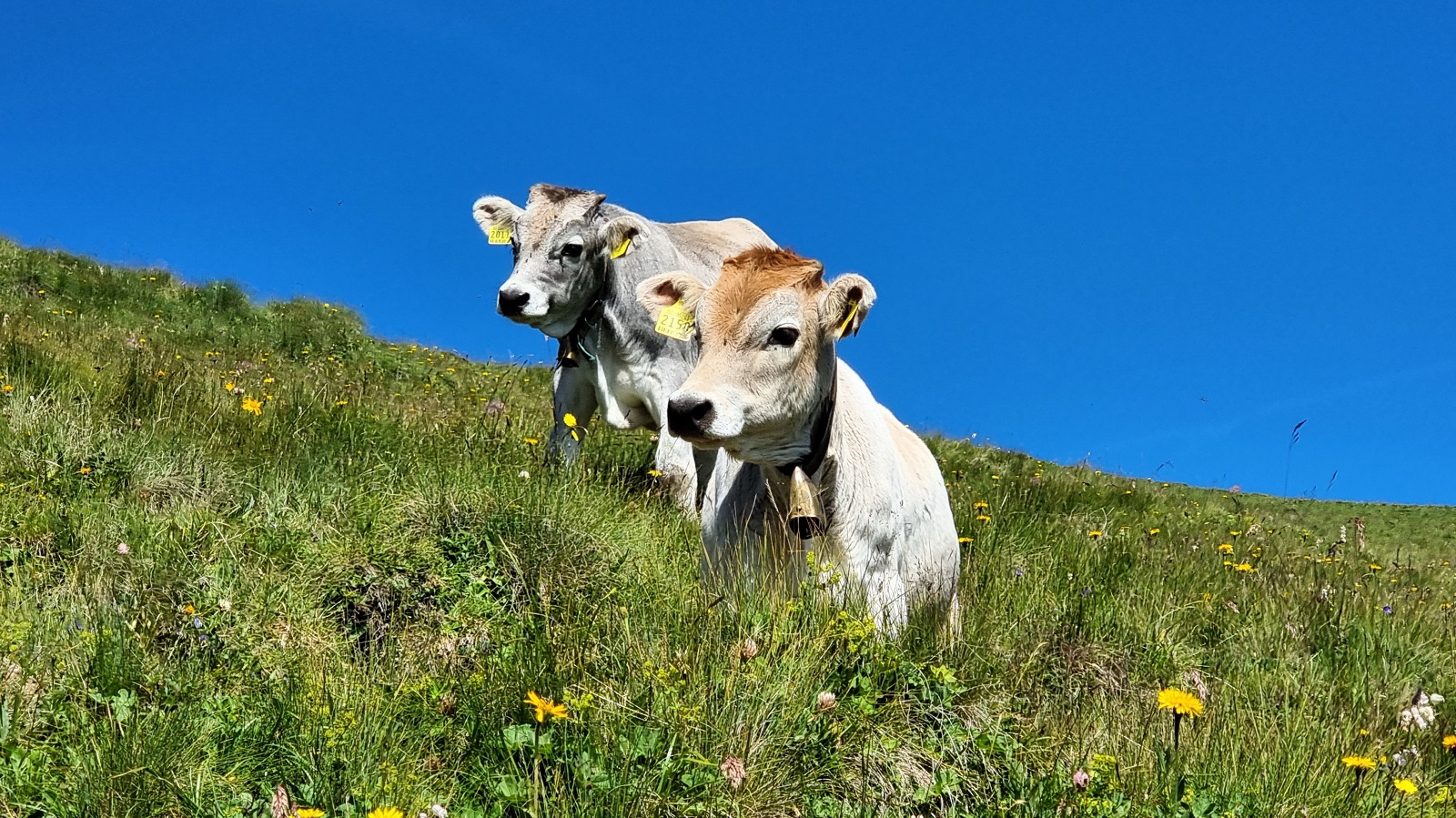 Kühe in den Dolomiten