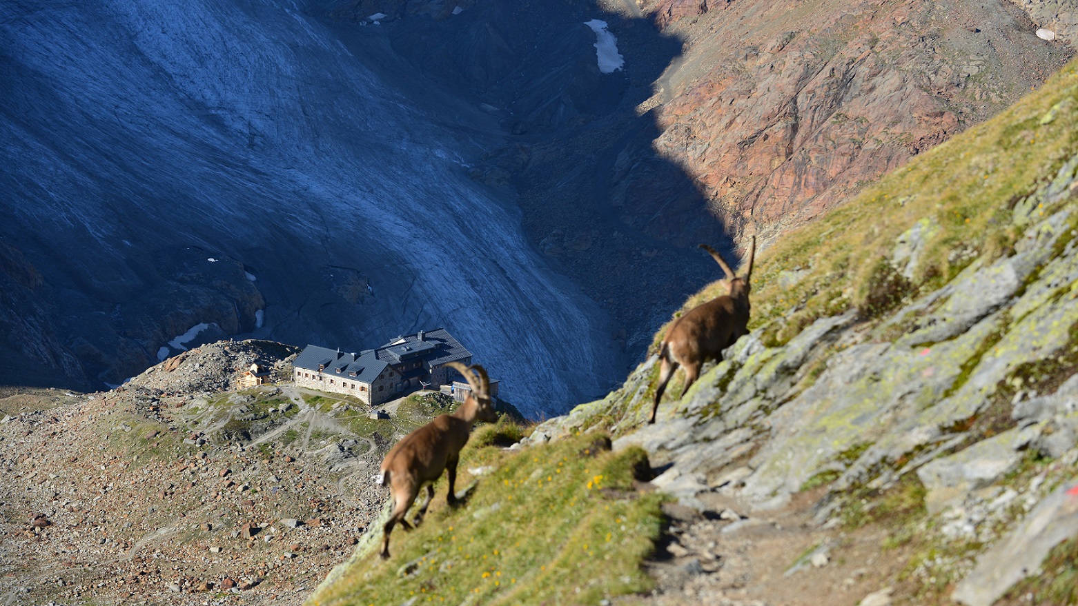 E5 Alpenüberquerung Braunschweiger Hütte inkl. Steinböcke