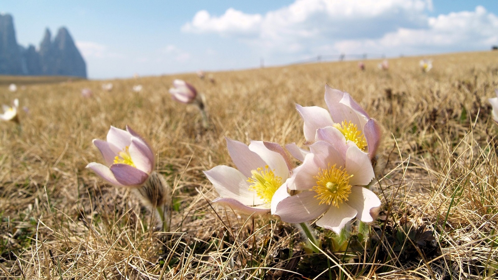 Blume Seiser Alm