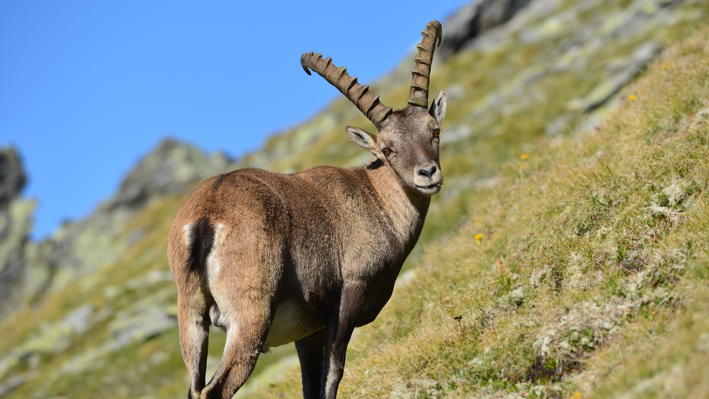 Steinbock oberhalb Braunschweiger Hütte