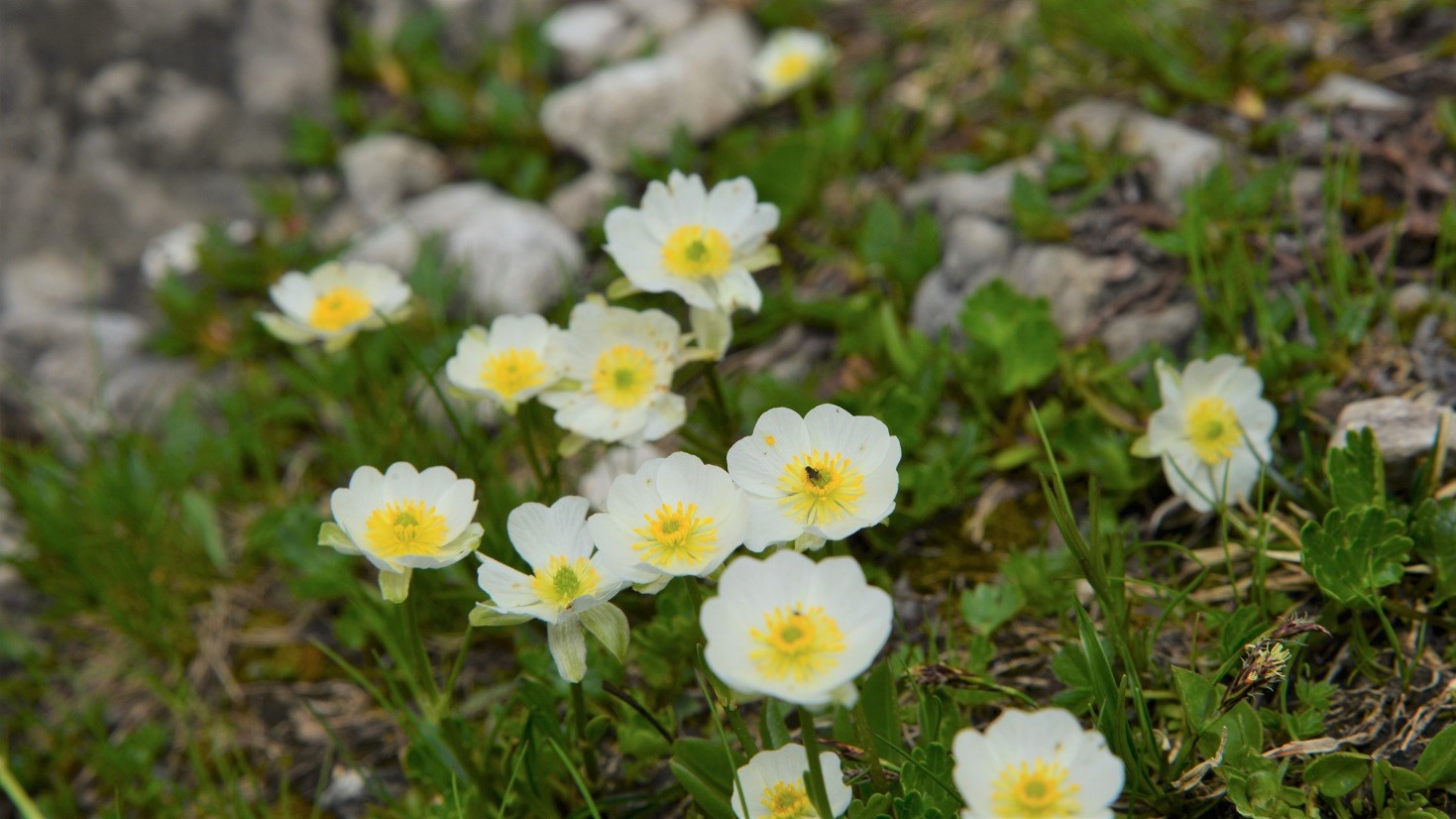 Blume