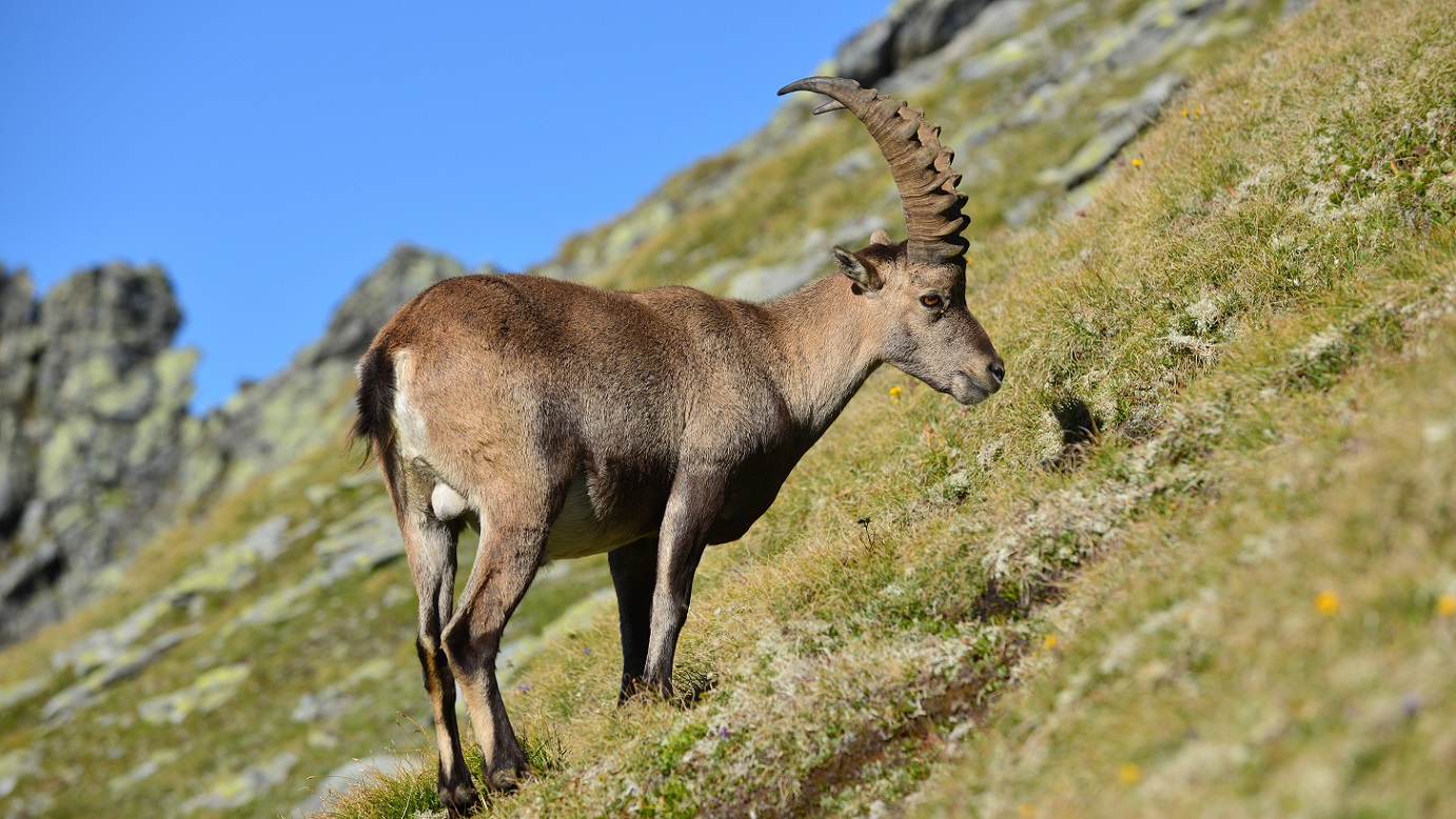 Steinbock Wandern Lechtaler Alpen