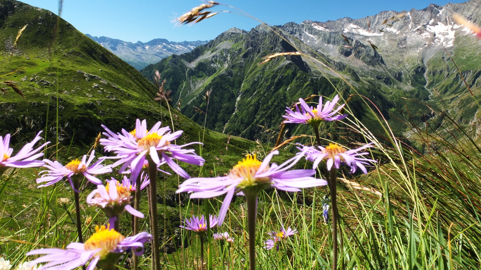 Blumen
