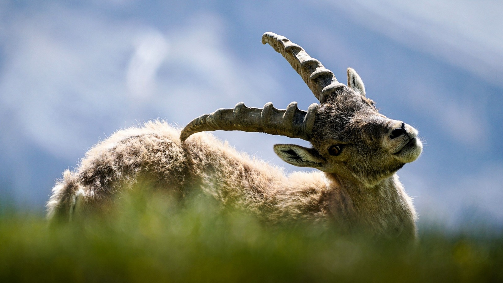 Steinbock