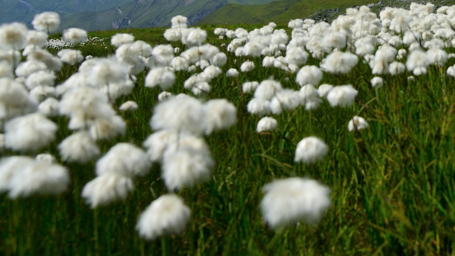 Wiese auf der Alpenüberquerung