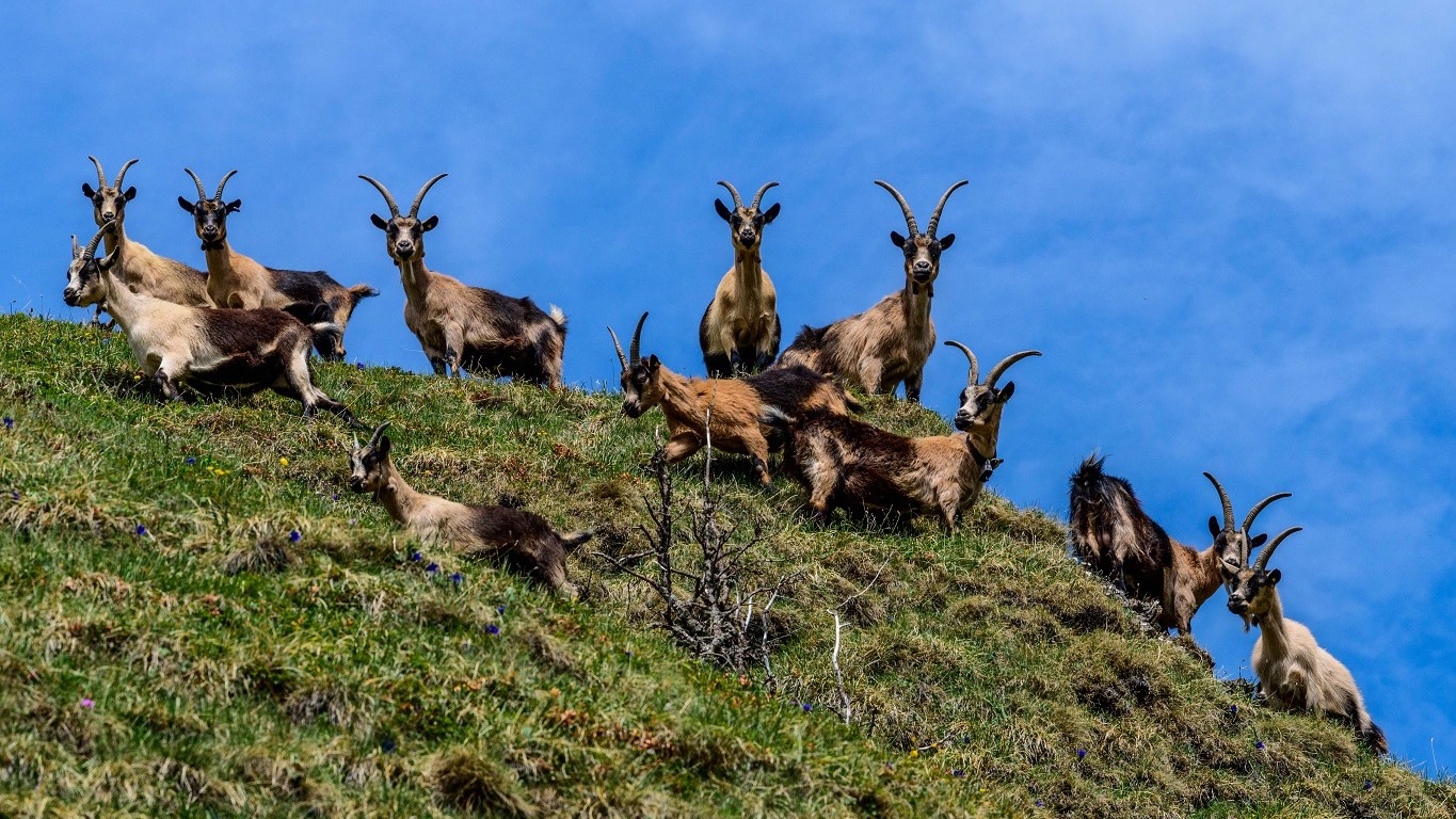 Ziegen bei der Alpenüberquerung Tegernsee Sterzing