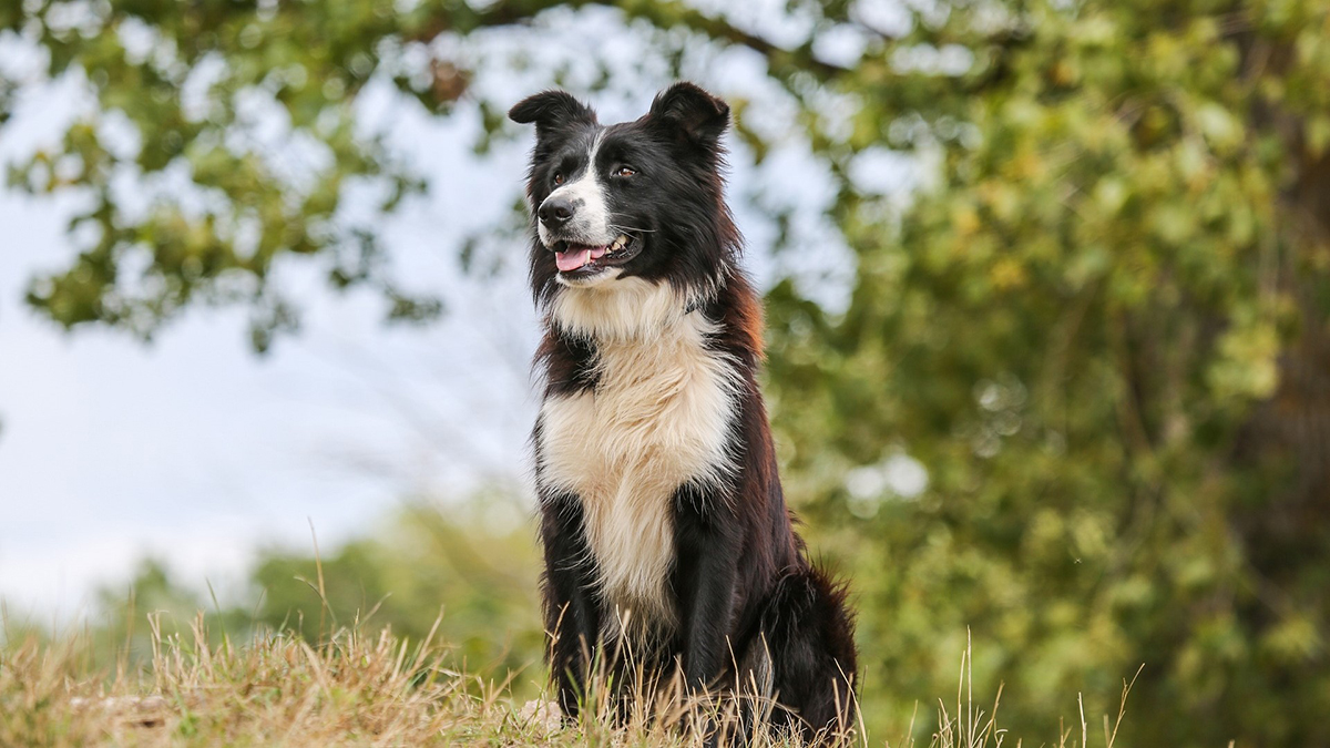 Hirtenhund