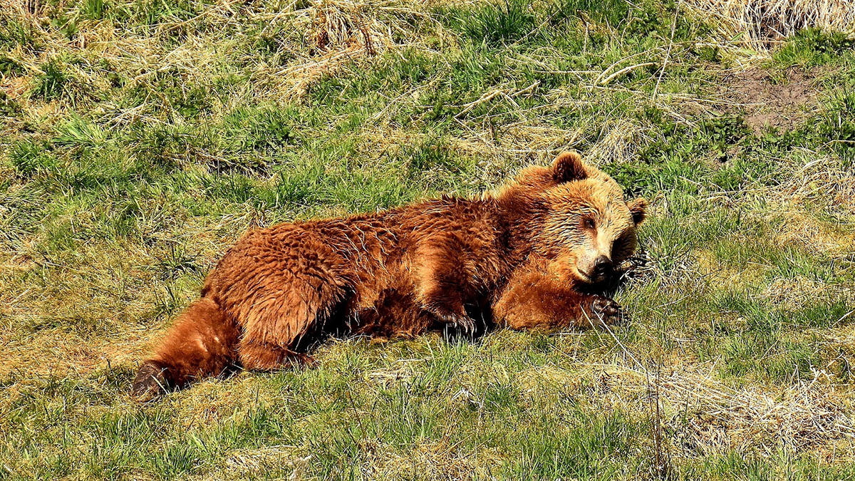 Bärenbegegnung beim Wandern
